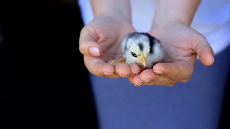 kleine-Hühner-geschlüpft-nur-aus-einem-Ei-auf-eine-Frau-Palm.