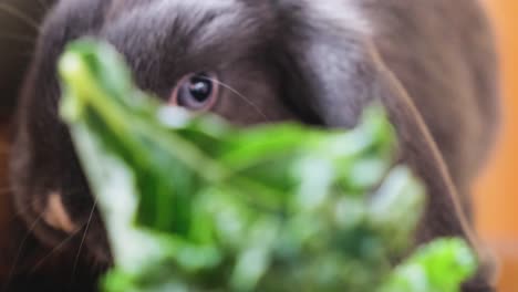 Belier-Holanda-Lop-conejo-comiendo-verduras