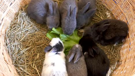 Schöne-zwanzig-Tage-Baby-Kaninchen-essen-Gemüse-in-einem-Heunest