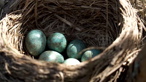 Eier-eines-wilden-Schubs,-der-im-Nest-liegt,-unter-einer-Morgenfrühlingssonne