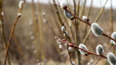 A-close-up-of-a-willow-blossom,-willow-katkins,-selective-focus,-Easter-background-or-concept.-Spring-branches-willow-seals.-Spring-buds-on-the-willow-tree.