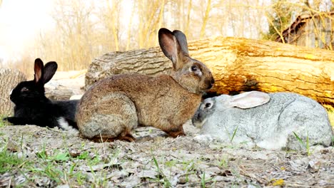 Drei-niedliche-Kaninchen-grasen-und-sitzen-auf-einer-Wiese