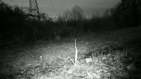 European-Hare-(Lepus-Europaeus)-in-an-urban-grass-in-the-night