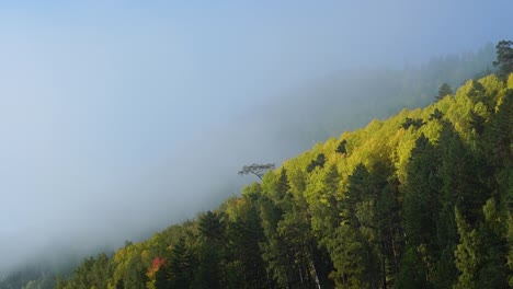 Nebelhder-Morgen-auf-dem-Herbstberg.-Nebelwolken-steigen-schnell-über-waldüber.-Zeitverstrichen