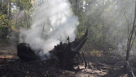 Fuego-en-el-bosque.