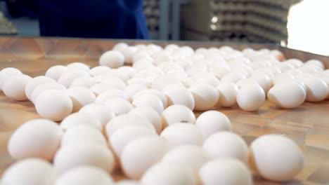 Worker-packing-fresh-eggs-in-the-egg-sorting-factory.