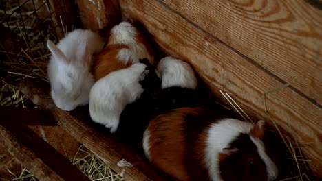 Kaninchen-und-Meerschweinchen-Essen