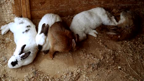 Rabbit.-Rabbit-is-sleeping