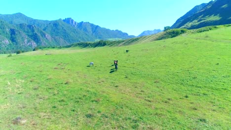 Flug-über-die-wilden-Pferde-Herde-auf-Wiese.-Frühling-Berge-wilder-Natur.-Freiheit-Ökologie-Konzept