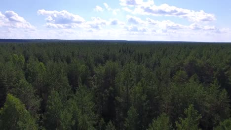 Flug-über-Taiga-im-Sommer