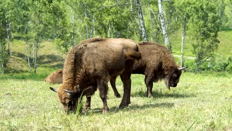 European-bison-(Bison-bonasus).