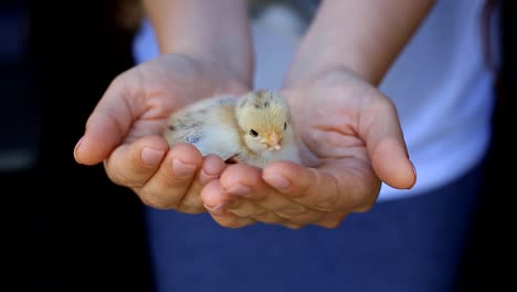 pollitos-sólo-nacieron-de-un-huevo-en-la-palma-de-la-mujer.