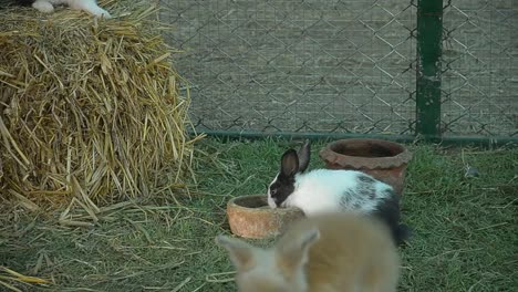 Rabbit-eating-and-nibbling-grass.