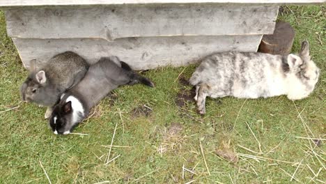 Rabbits-on-the-grass