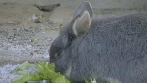 Kaninchen-essen