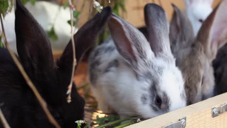 Baby-Rabbits-comiendo-vegetación