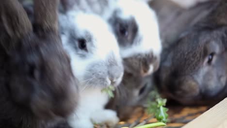 Baby-Rabbits-Eating-Greenery