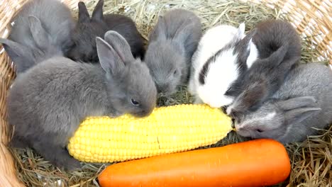 Schöne-zwanzig-Tage-Baby-Kaninchen-essen-Gemüse-in-einem-Heunest