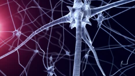 Neurons