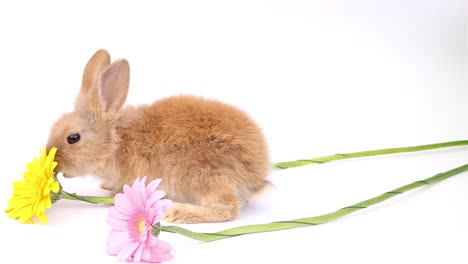 Conejito-de-Pascua,-conejitos-lindos,-conejo-sobre-fondo-blanco