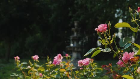 Alter-Brunnen-im-Garten-und-Rosen-im-Vordergrund