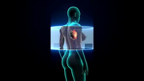 Female-body-scanning-heart.-Human-cardiovascular-system.X-ray