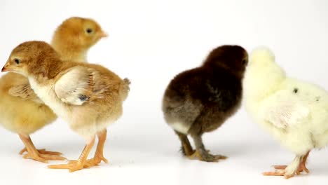 Pequeñas-polluelos-de-pollo-lindo-sobre-fondo-blanco