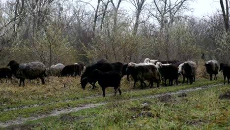 Rebaño-de-ovejas-el-resto-en-el-campo-del-granjero