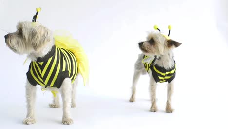 Bee-costume-Yorkie's