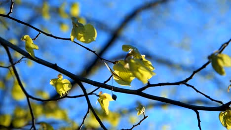 Young-linden-leaves-swaying-on-branches-against-blue-sky