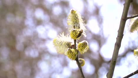 fleißige-Bienen-sammeln-Nektar-für-Honig-aus-Weide-Kätzchen-in-Zeitlupe