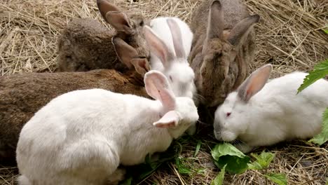 Viele-Kaninchen-essen-grass