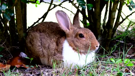 Cute-brown-rabbit-lie-down-on-grass-in-forest-Thailand,-UHD-4K-video