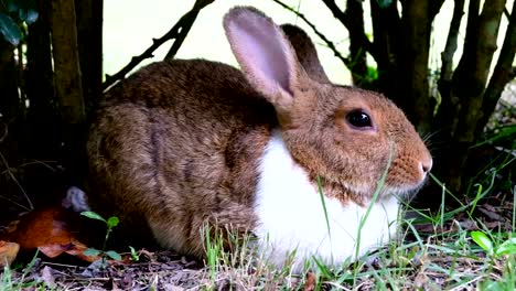 Cute-brown-rabbit-lie-down-on-grass-in-forest-Thailand,-UHD-4K-video