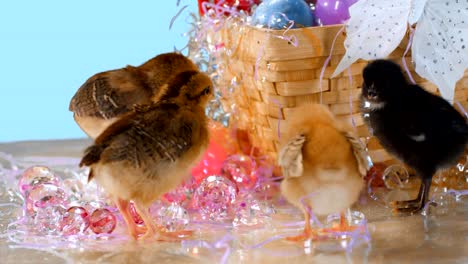 Küken-herumstehen-in-Ostern-Konfetti.-Mittlere-Aufnahme