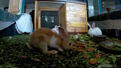 Young-rabbits-in-a-hotel-lobby-front-view