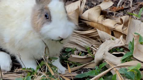 Conejo-doméstico-tailandés-en-la-naturaleza.