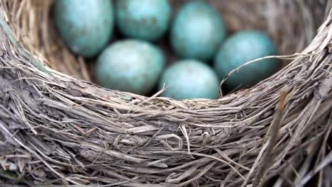 Thrrush-es-Nest-mit-sechs-blauen-Eiern-schließen-sich-im-Frühjahr-an.-zeitlupe