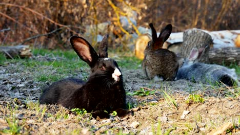 Schwarzes-Kaninchen-liegt-auf-dem-Gras-im-Wald-und-schaut-in-die-Kamera