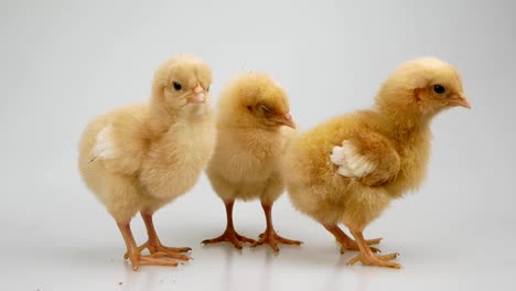 chick-on-a-white-background-Agriculture,-farm-and-Livestock-Concept