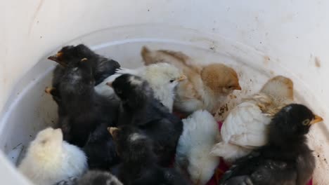 kleine-Huhn-Küken-in-einer-Box,-Küken-in-verschiedenen-Farben,-Nette-kleine-Küken-in-verschiedenen-Farben,