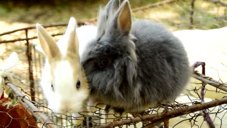 Zwei-flauschige-Kaninchen-küssen