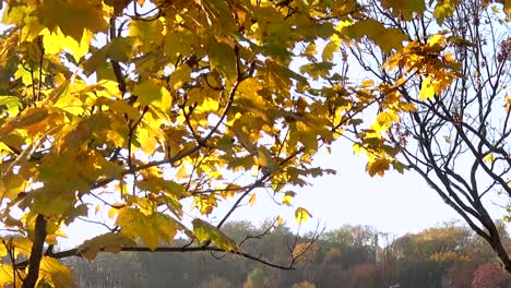 Herbstgelbe-Ahornblätter-gegen-den-Himmel-an-einem-sonnigen-Tag.