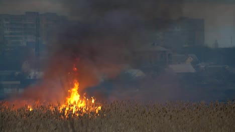 Schreckliche-Aussicht-auf-lodernde-Bulrush-Katzenschwänze-und-Schilfblätter-nicht-weit-auf-dem-Dnipro-Flussufer-in-der-Nacht.-Häuser-sind-weit-weg-zu-sehen.