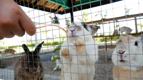 Sweet-little-hungry-rabbit-in-cage-eating-fresh-juicy-carrot.