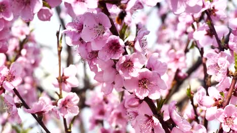 spring-tree-flowers-blossom-4k