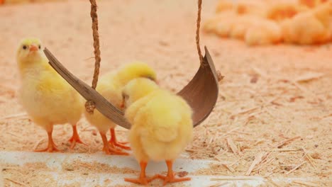 Small-chicks-play-and-relax-in-the-paddock