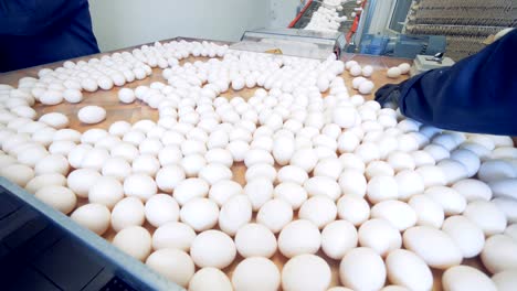 Chicken-farm-poultry-workers-sorting-eggs-at-factory-conveyor.