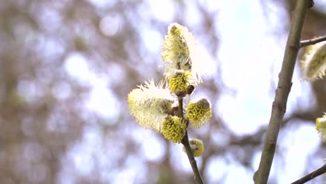 fleißige-Bienen-sammeln-Nektar-für-Honig-aus-Weide-Kätzchen-in-Zeitlupe