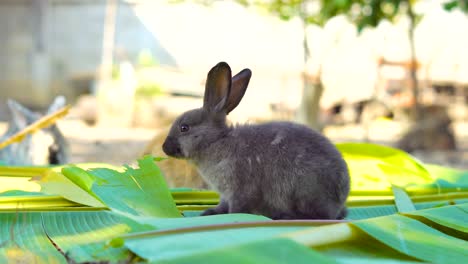 rabbit-eating-leaves-in-the-garden